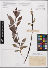 Foto von Salix daphnoides Vill.